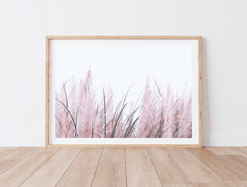 Pampas Grass