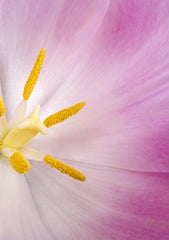 Pink Tulip
