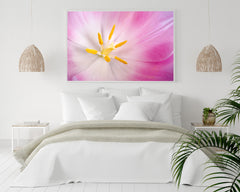 Pink Tulip