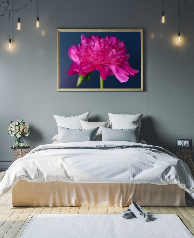 Pretty Peony