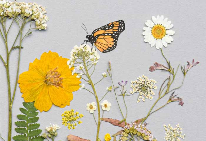 Butterflies in the meadow