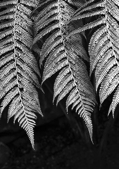Black & white fern print