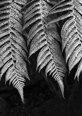 Black & white fern print