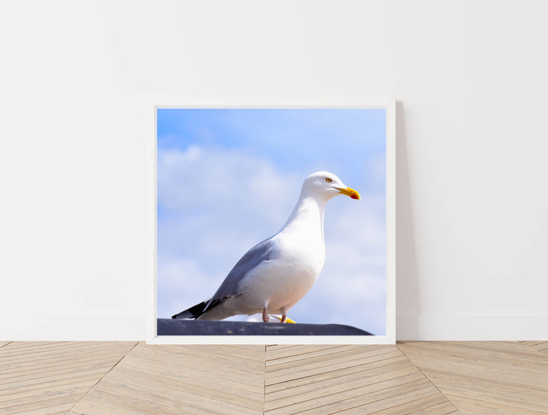 Seagull
