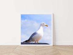 Seagull